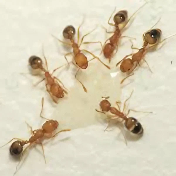 ants control services Abu Dhabi