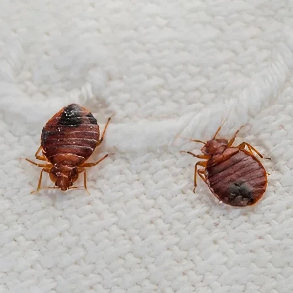 Bed Bugs control services Abu Dhabi