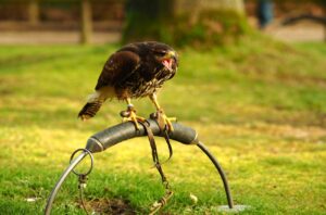 Bird Control Services in Abu Dhabi