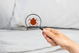 Bed Bug Pest Control in Abu Dhabi