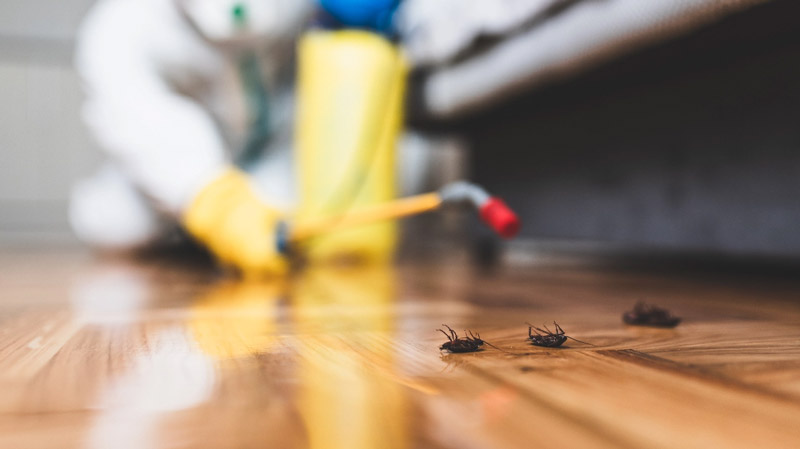 Benefits of Hiring Licensed Pest Control Abu Dhabi Companies