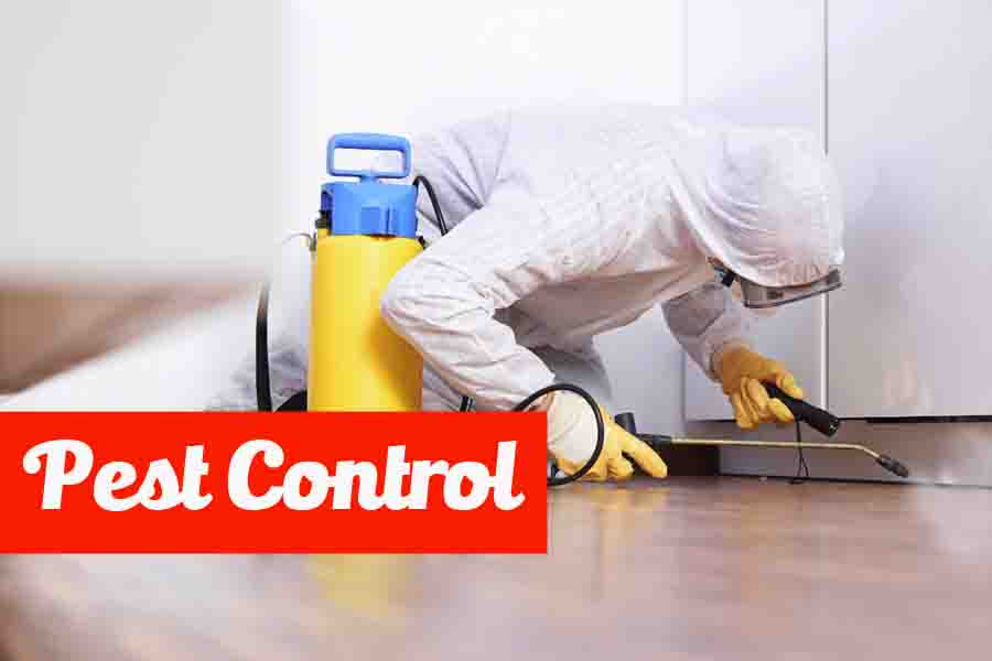 Professional Pest Control Services Abu Dhabi